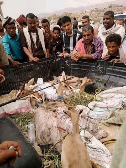 الكشف عن سوق جديد لبيع الحيوانات النادرة في شبوة ” صور “