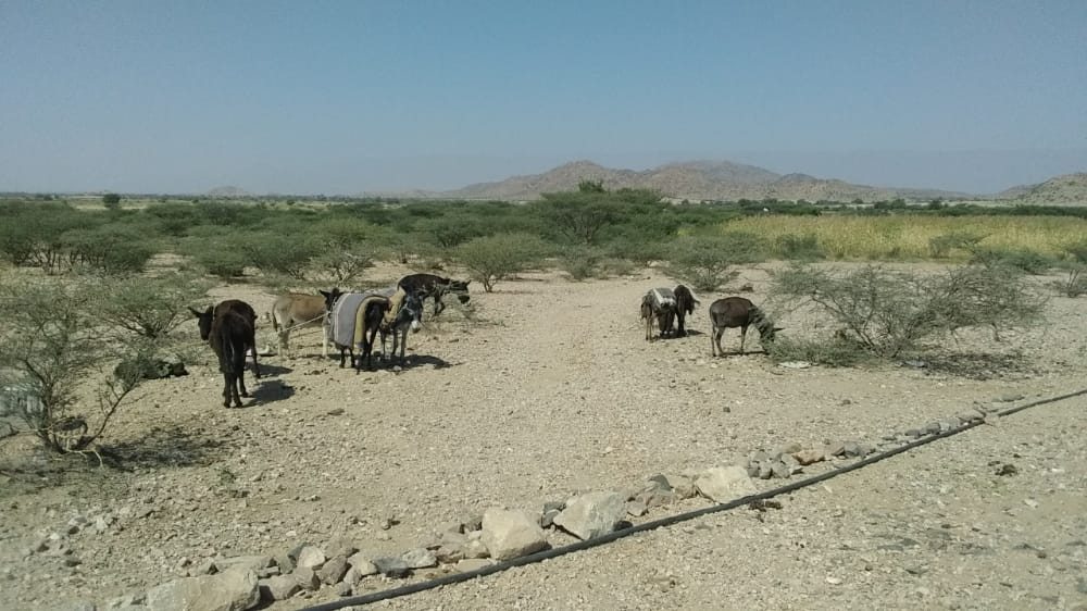 مسقط الرئيس هادي بدون مياه للشرب
