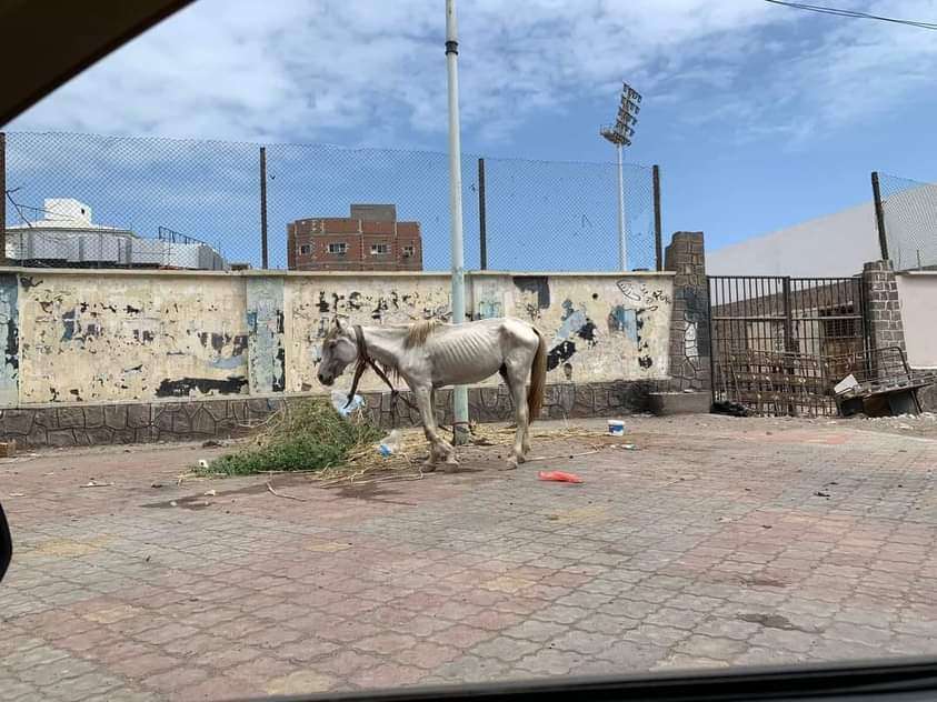 مواطنون ينقذون حصانا من الموت في العاصمة بعد أن ربطه صاحبه على قارعة الطريق ليومين ” صور “