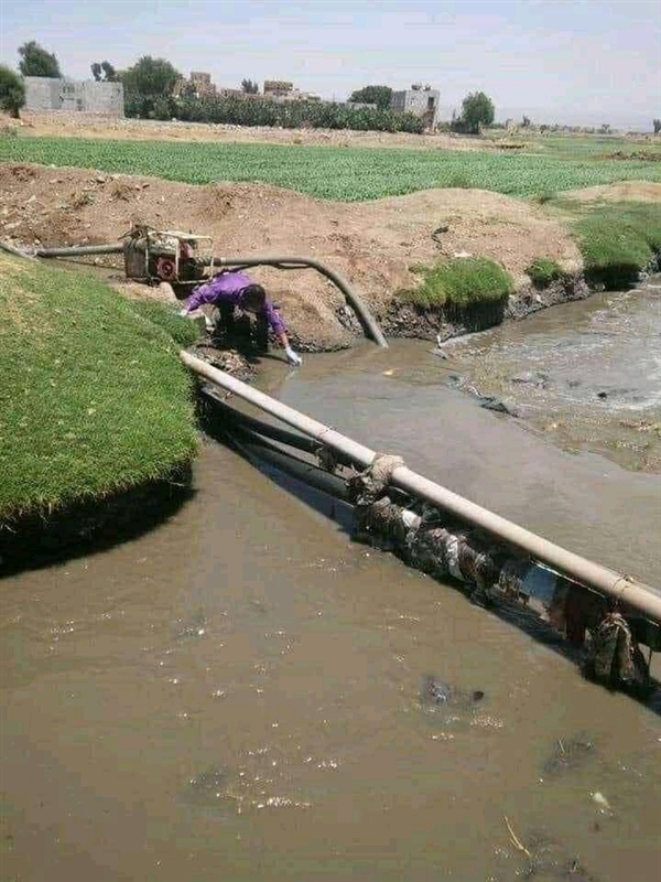 مزارعون يسقون خضرواتهم بمياه المجاري والصرف الصحي في إب